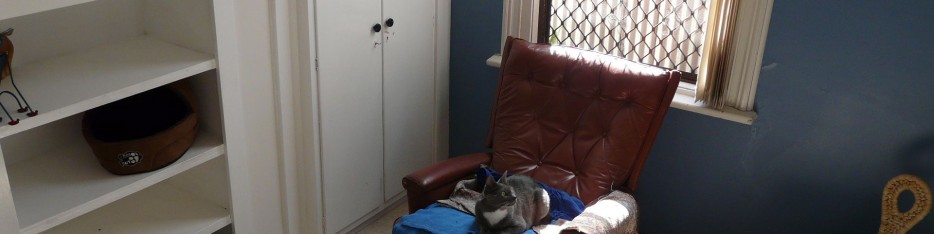 Comfy Cats Short & Long Term Boarding